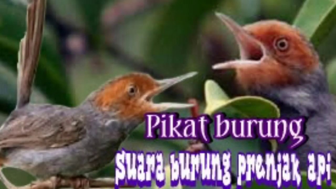 Suara burung prenjak api , untuk pikat dan masteran - YouTube