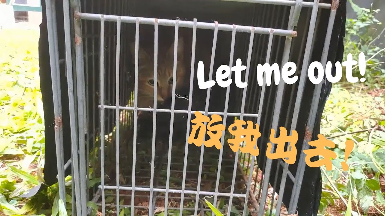 如何做流浪貓TNR | 抓浪貓去絕育的簡單幾個步驟 | 如果TNR對象是母貓，那麽我會特別關注兩件事