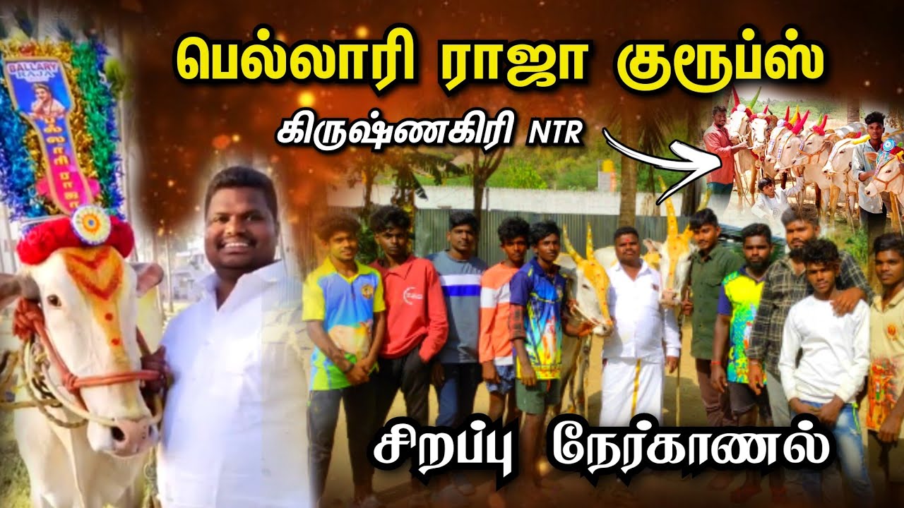 பெல்லாரி ராஜா குரூப்ஸ்-ல இவ்ளோ காளைகளா❗நேர்காணல் 2024 #ballaryrajagroups #ballaryraja