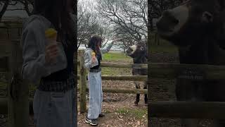 Donkey wants ice cream #kpop #seventeen