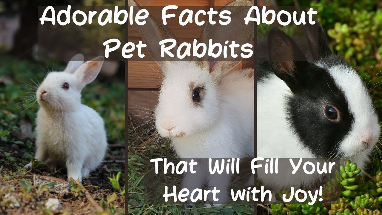 adorable-and-surprising-facts-about-pet-rabbits-that-will-make-you