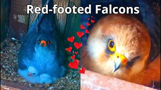 Red-footed Falcons Nest2: Loving, Experienced Parents &amp; 3 Cute Eyases: 'From Eggs To Chicks'🥚🐣🐥Part1