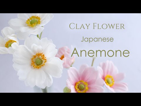 Video: Hoe vermeerder jy Japannese anemone?