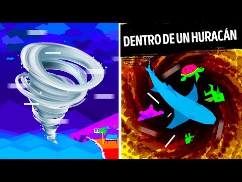 Video: Durante un huracán, ¿qué sucede bajo el agua?