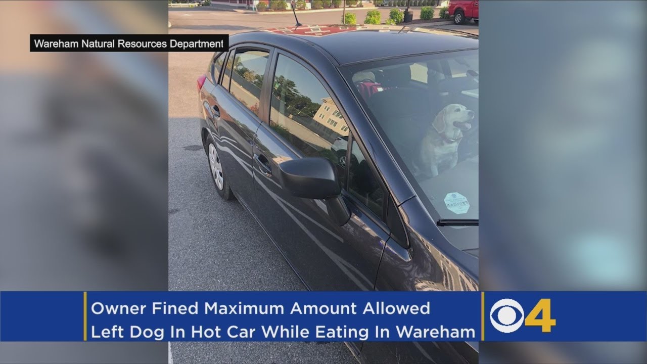 Photo Shows Dog Left In Hot Car While Family Dined At Restaurant