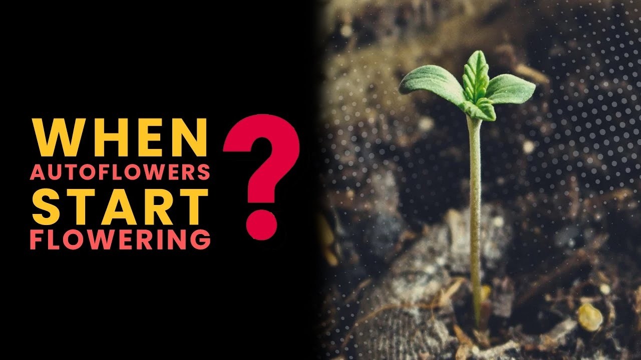 When Do Autoflower Plants Start Flowering?