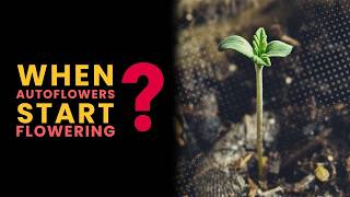 When Do Autoflower Plants Start Flowering?