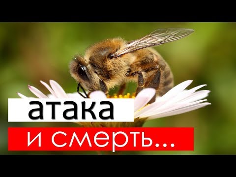 Почему пчела умирает после укуса?
