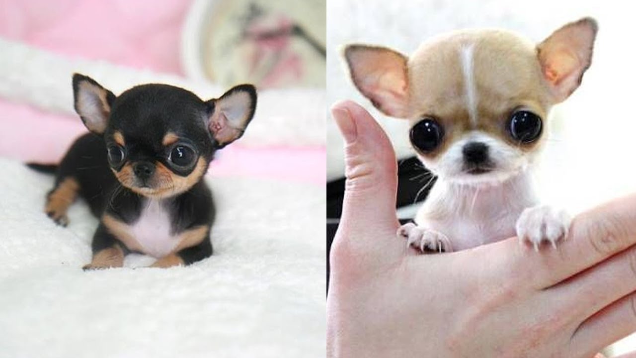 teacup mini chihuahua