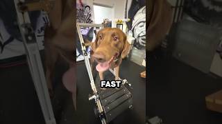 How Fast Can A Dog Run On A Treadmill?