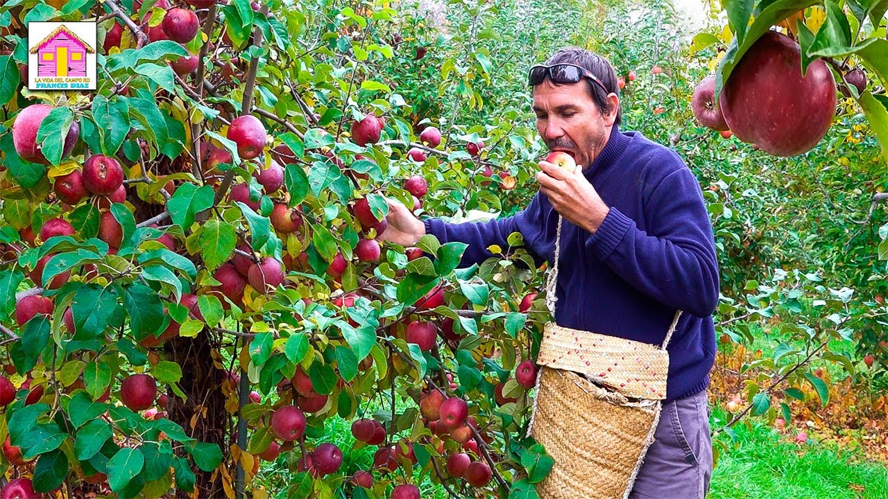 la vida del campo en NUEVA YORK recogiendo MANZANAS
