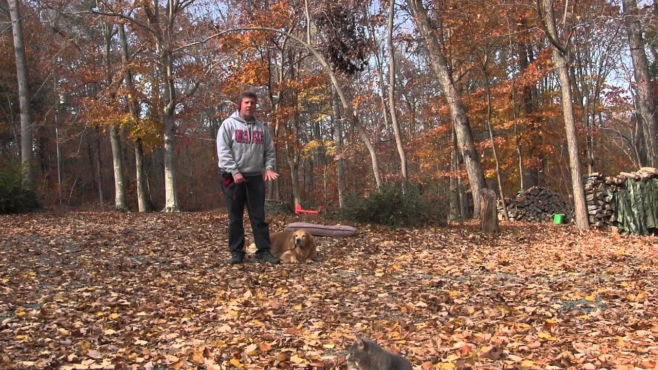 Freddie Golden Retriever Dog Training Greensboro NC YouTube