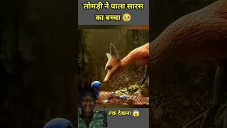 lomdi bhi ek maa hai 🥲