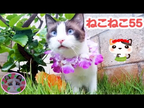 【Eテレ】ねこねこ５５のテーマ曲をハワイ気分で 0655