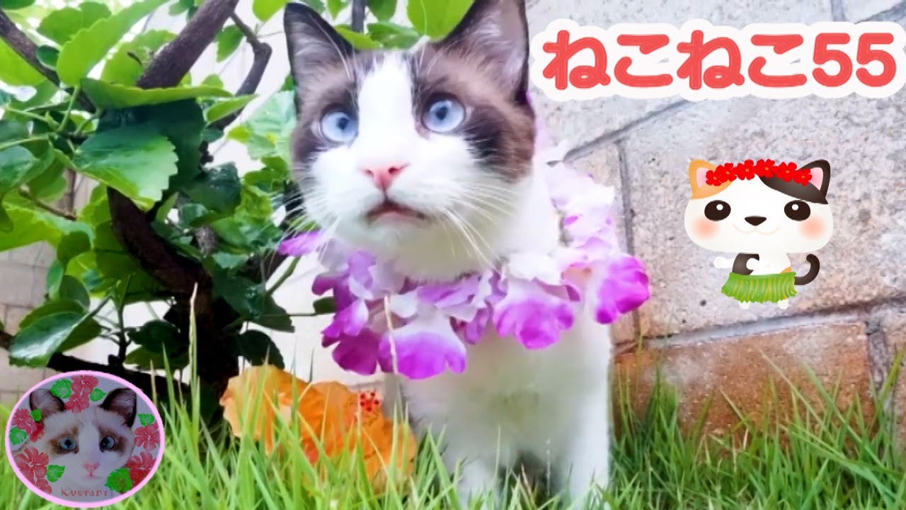 Eテレ】ねこねこ55のテーマ曲をハワイ気分で 0655 Hawaiian