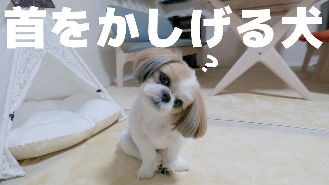犬が首をかしげる音を聞かせてみたら可愛すぎました 笑 シーズー 癒しの犬動画