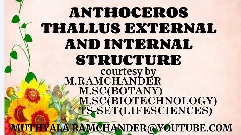 Anthoceros thallus external and internal structure