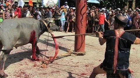 LỄ HỘI ĐÂM TRÂU CỦA NGƯỜI CƠ