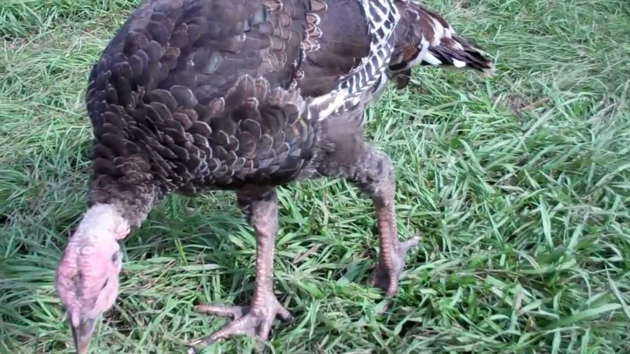 uas-sexing-young-bronze-turkeys