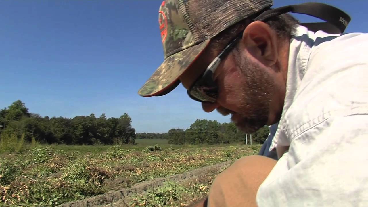 Georgia s 2014 Peanut Harvest Underway YouTube georgia-s-2014-peanut-harvest-underway-youtube