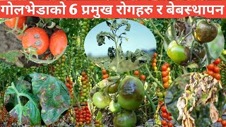 टमाटरको  रोगहरू र  व्यवस्थापन | Diseases of tomato and its management | Krishi Nepal