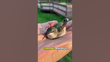 Humming Bird A Few Facts You Didn
