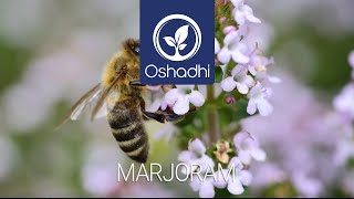 Marjoram Special Herb with an ancient reputation | Essential-Oil-Plant Portrait by Dr. Malte Hozzel