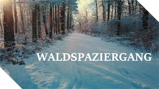 Waldspaziergang im Winter ∷ Wald mit Schnee ∷ Waldgeflüster