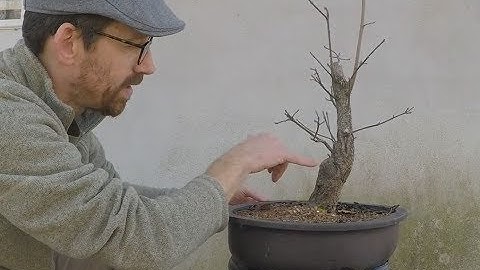 Bonsai: Collected Material Update: Fall 2017