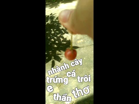 Video thân cò lặn lội đêm mưa đưa đàn con trú ẩn - youtube