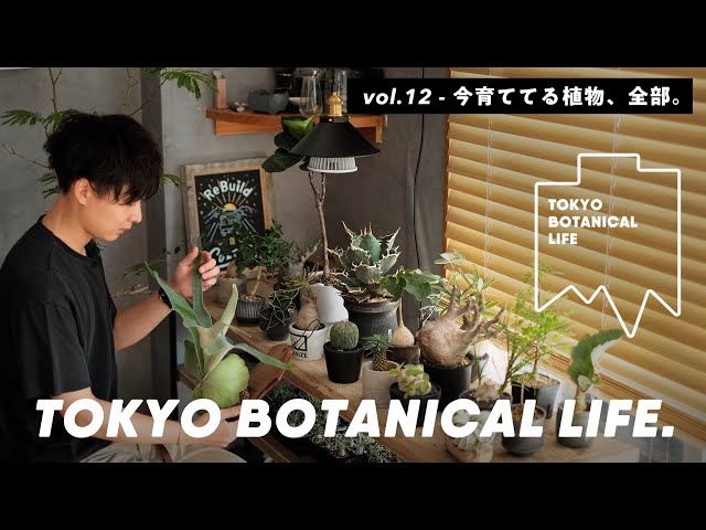 Introducing more than 600 foliage plants grown in 1LDK of TOKYO