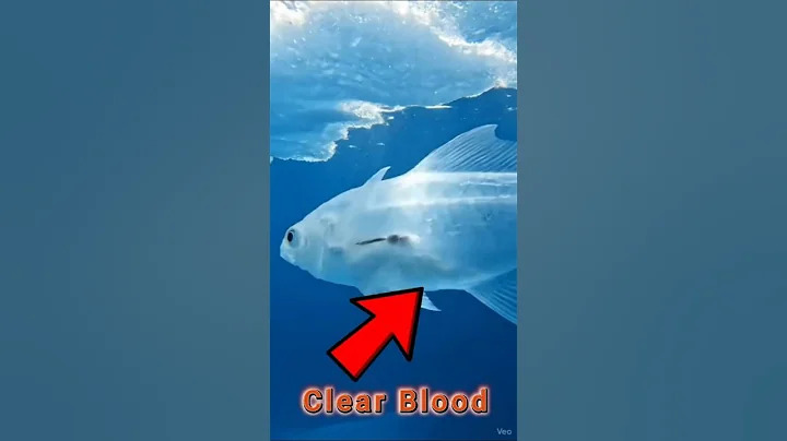 IceFish - Transparent Hunter #IceFish