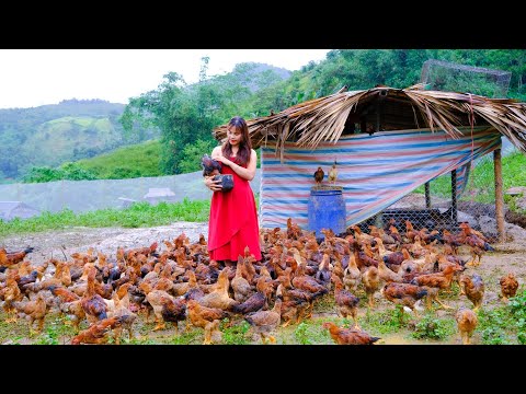 Video Full video 3 year of building a new life | My farm... - youtube
