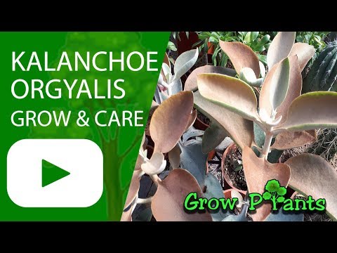 Kalanchoe orgyalis - grow & care (Copper spoons)