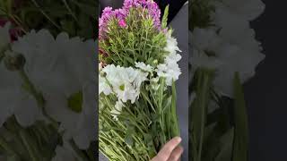 Цветы Ташкента