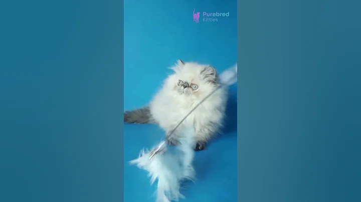 Video 11723311: tabby persian, blue tabby point, blue eyes persian, tabby girl, adoption persian