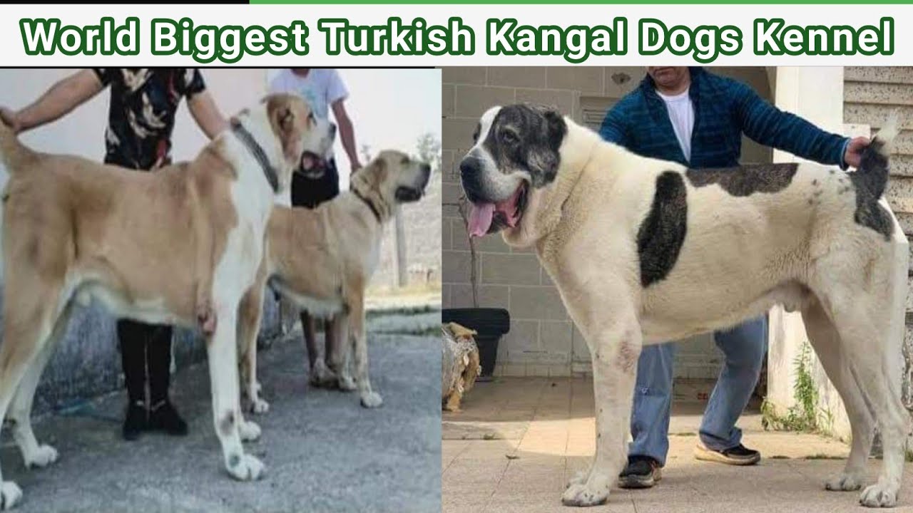 World Biggest Kangal Dog Setup in Peshawar Pakistan YouTube