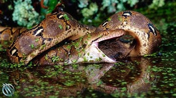 RETICULATED PYTHON ─ Asia