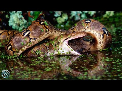 Video: Retikuleret python: foto, størrelser