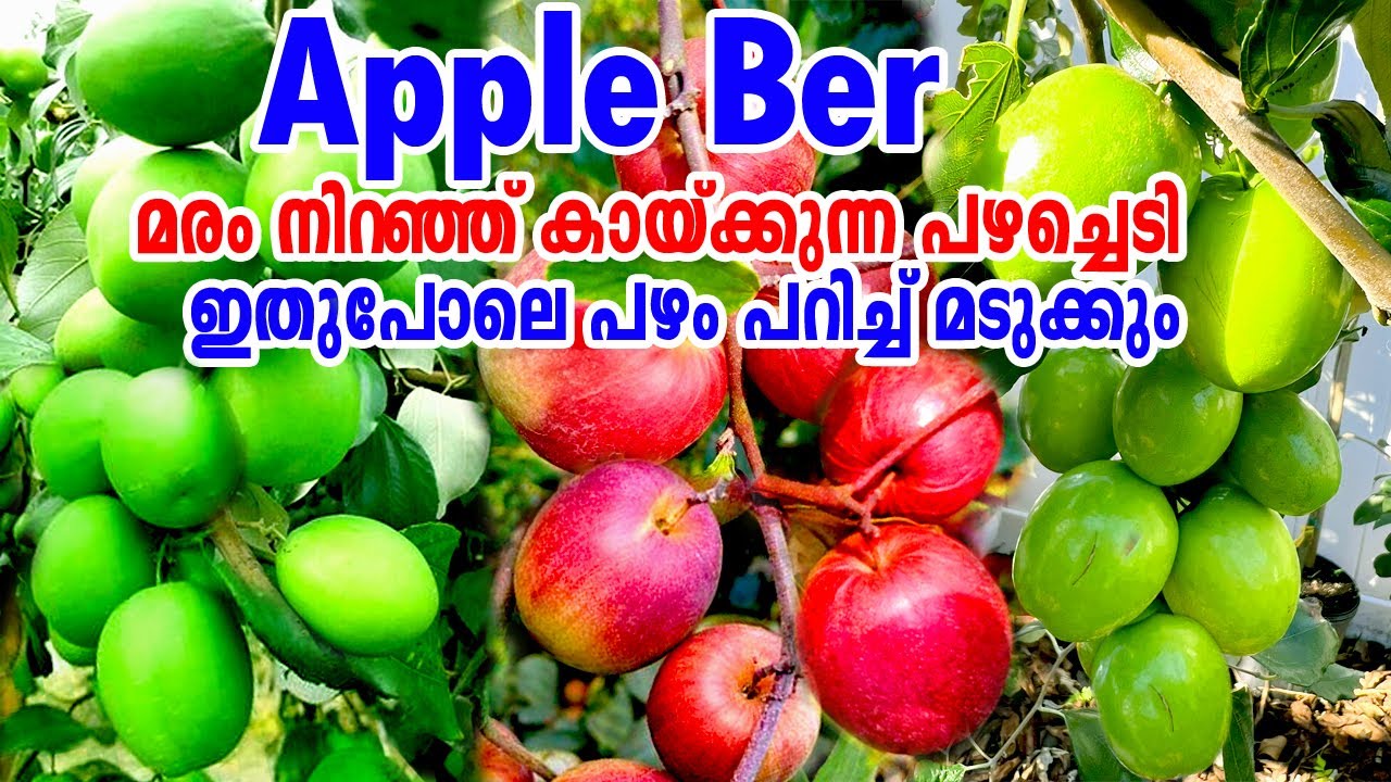 ചെടി നിറയെ കായ്ക്കുന്ന പഴം/Apple Ber Plant/Easy Growing Fruit Plant/എലന്ത പഴം/Chinese Dates/ #JUJUBI