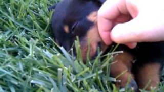 Rottweiler Puppy Sleeping