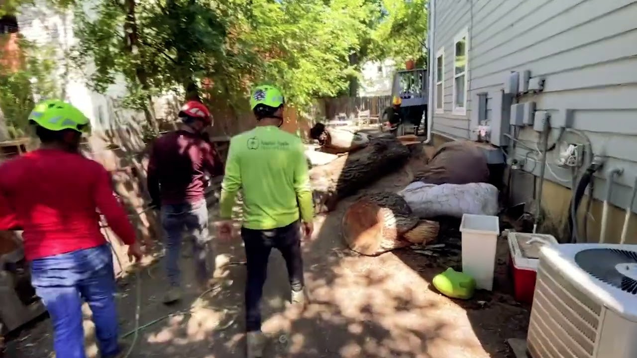 Epic American Elm Removal in Hyde Park, Austin 🌳🏠
