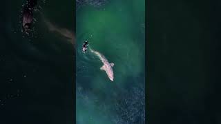 9ft Sand Tiger Shark interacts with Cormorant, Menhaden & Bluefish