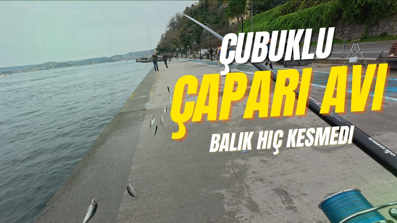 Beykoz Çubuklu Çapariyle İstavrit Avı – Kovalar Taştı İstanbul Boğazında Balık Hiç Kesmedi!