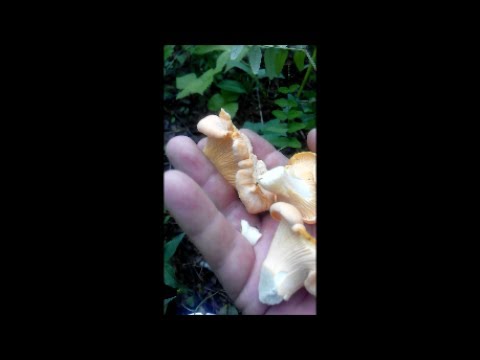 Где растут грибы лисички