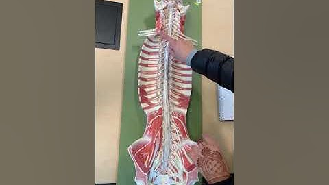 Spinal cord— longitudinal