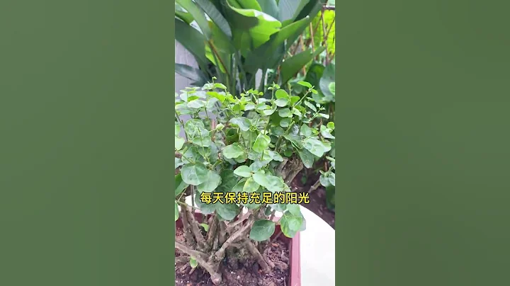 所有的花開敗後都需要修剪，植物才能更好的生長 #茉莉花  #養花小知識  #花卉養護  快手#shorts - 天天要聞