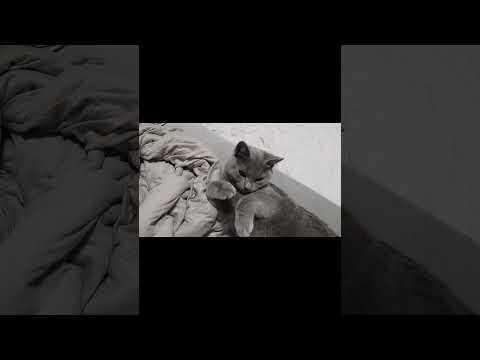 【猫動画】お腹を出して寝る猫 #shorts #猫 #ネコ #シャルトリュー #cat #ねこ #子猫