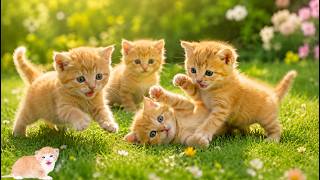 🐾💚 Fluffy Kittens Running and Playing on Fresh Green Grass | Beautiful Cat Video | Cute Meow Sounds screenshot 4