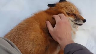 Ли Сяо / Alice the Fox Лиса Алиса (Как лиса помогает птицам!!)